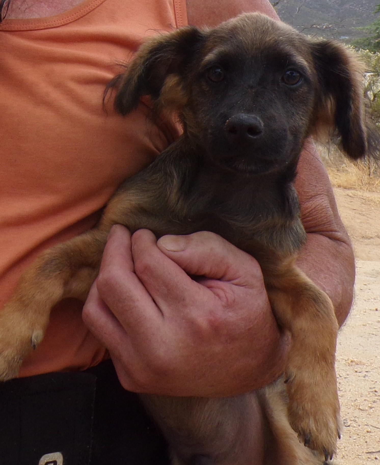 Enlarge JOHNNY, a ADOPTABLE mixed breed in Corona, CA image 2/3