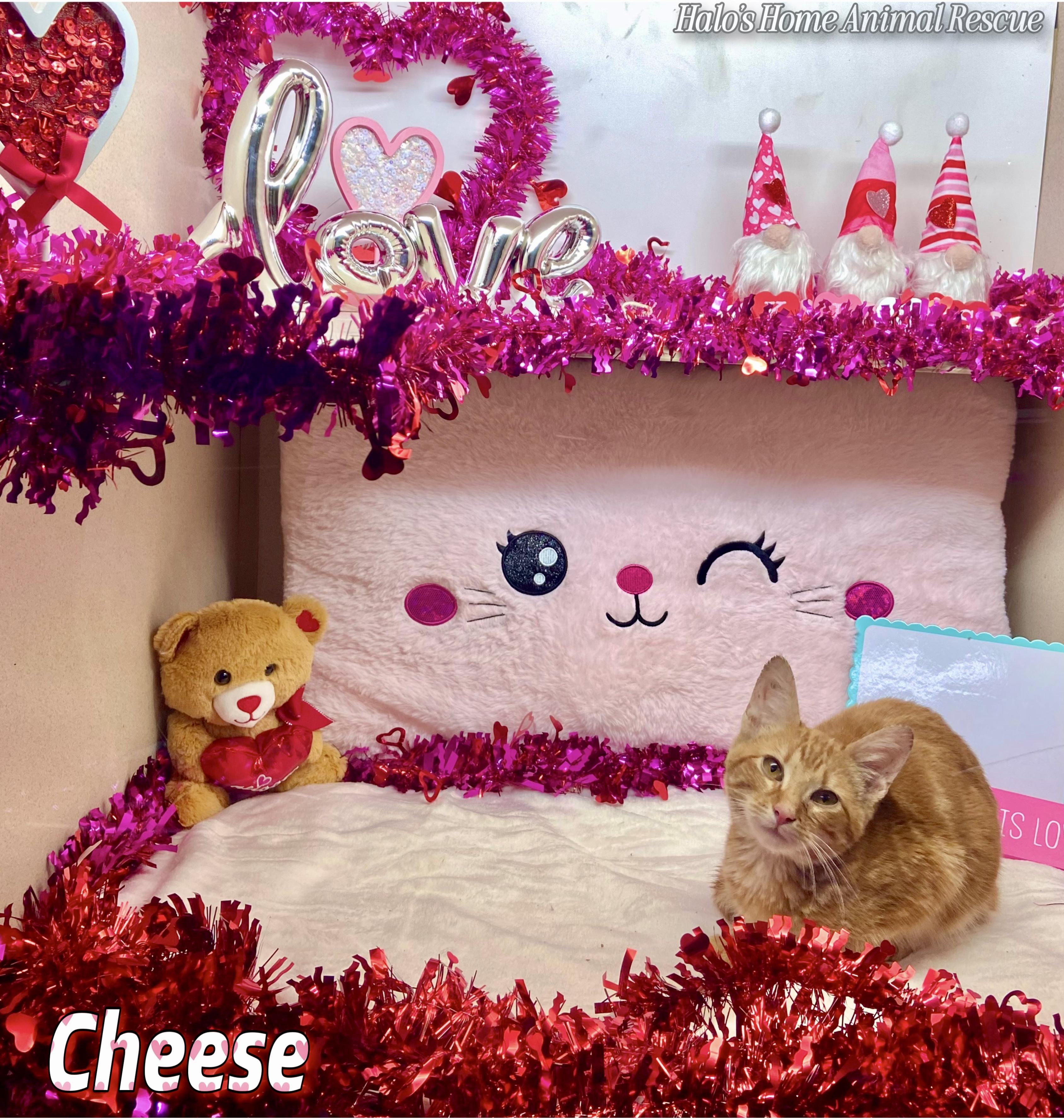 Enlarge Cheese, a Adopted Tabby in Sunbright, TN image 1/4