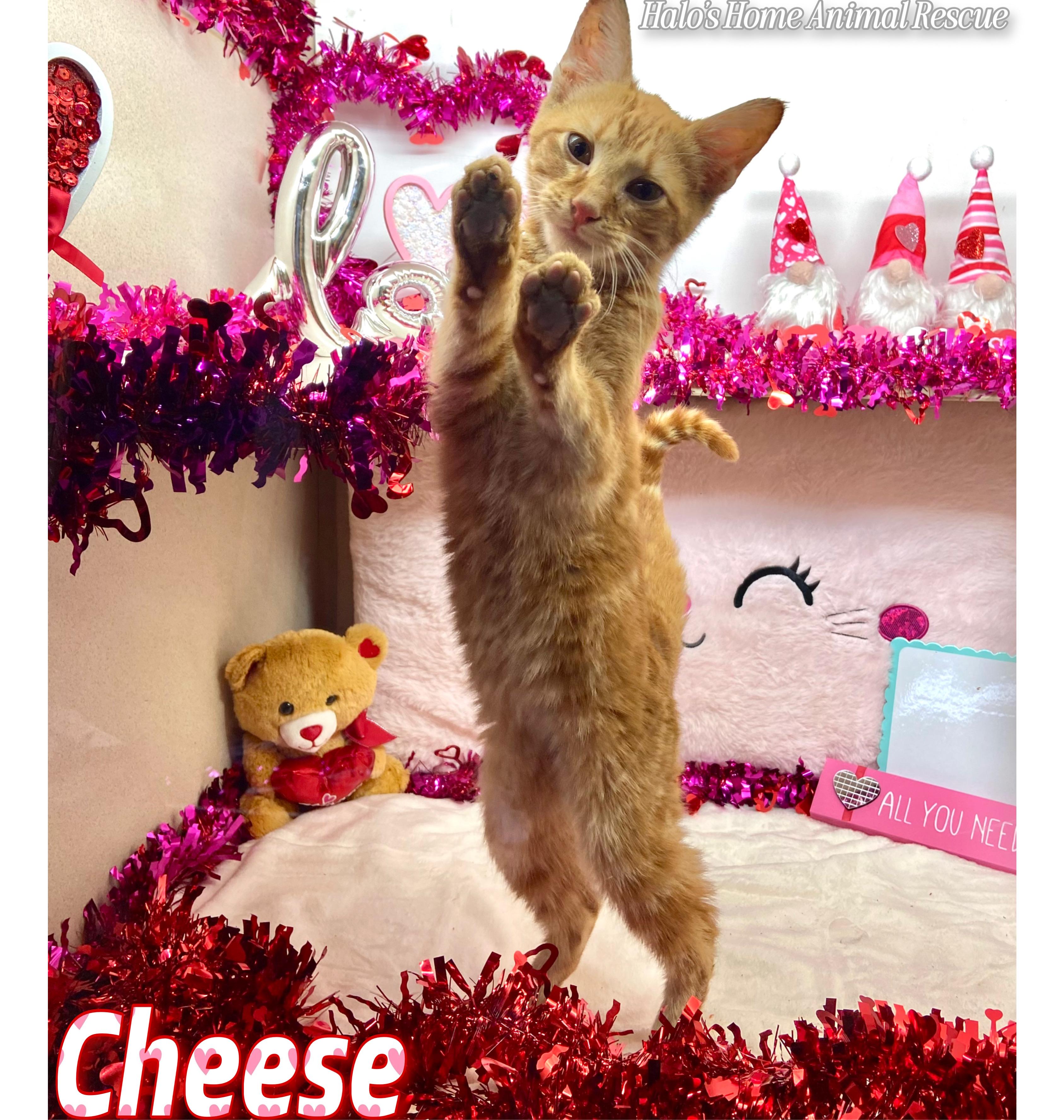 Enlarge Cheese, a Adopted Tabby in Sunbright, TN image 2/4