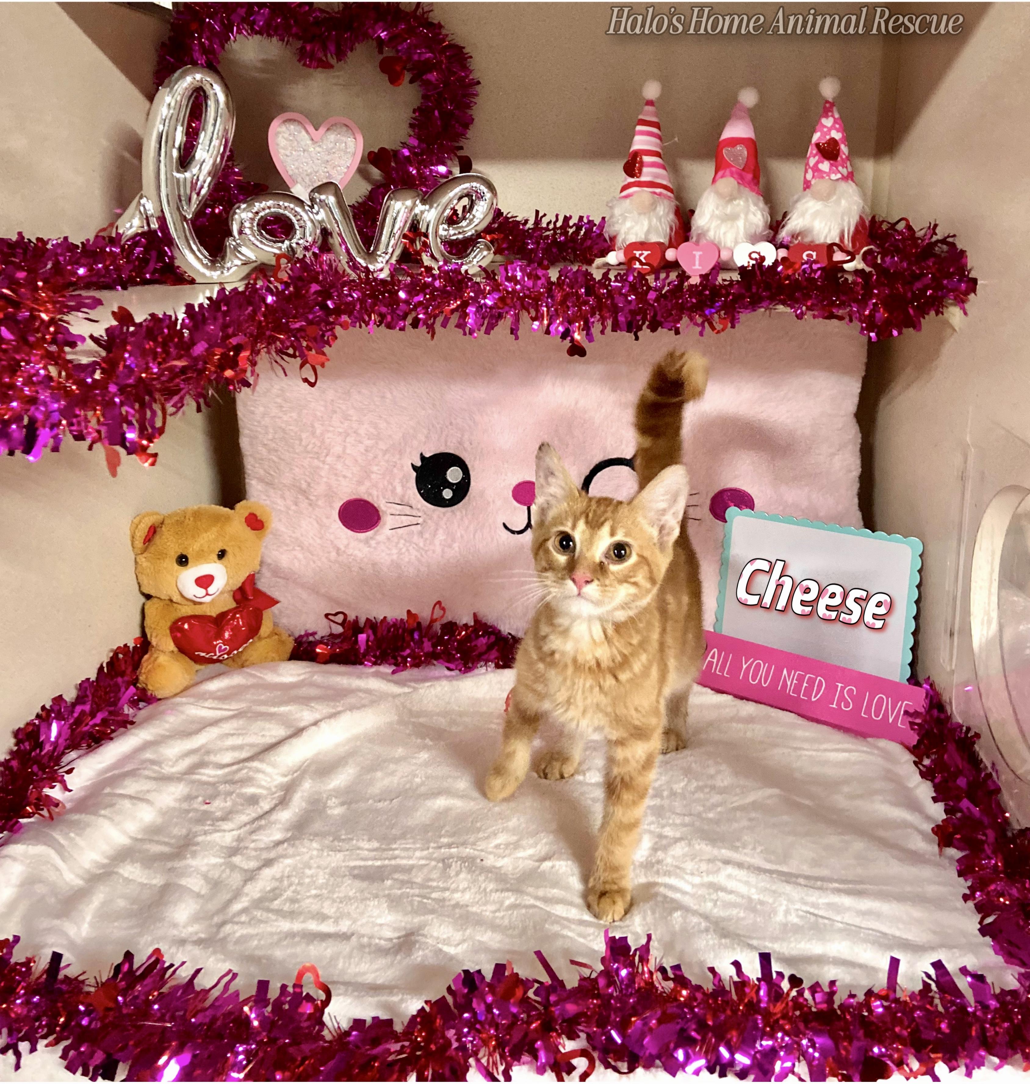 Enlarge Cheese, a Adopted Tabby in Sunbright, TN image 3/4