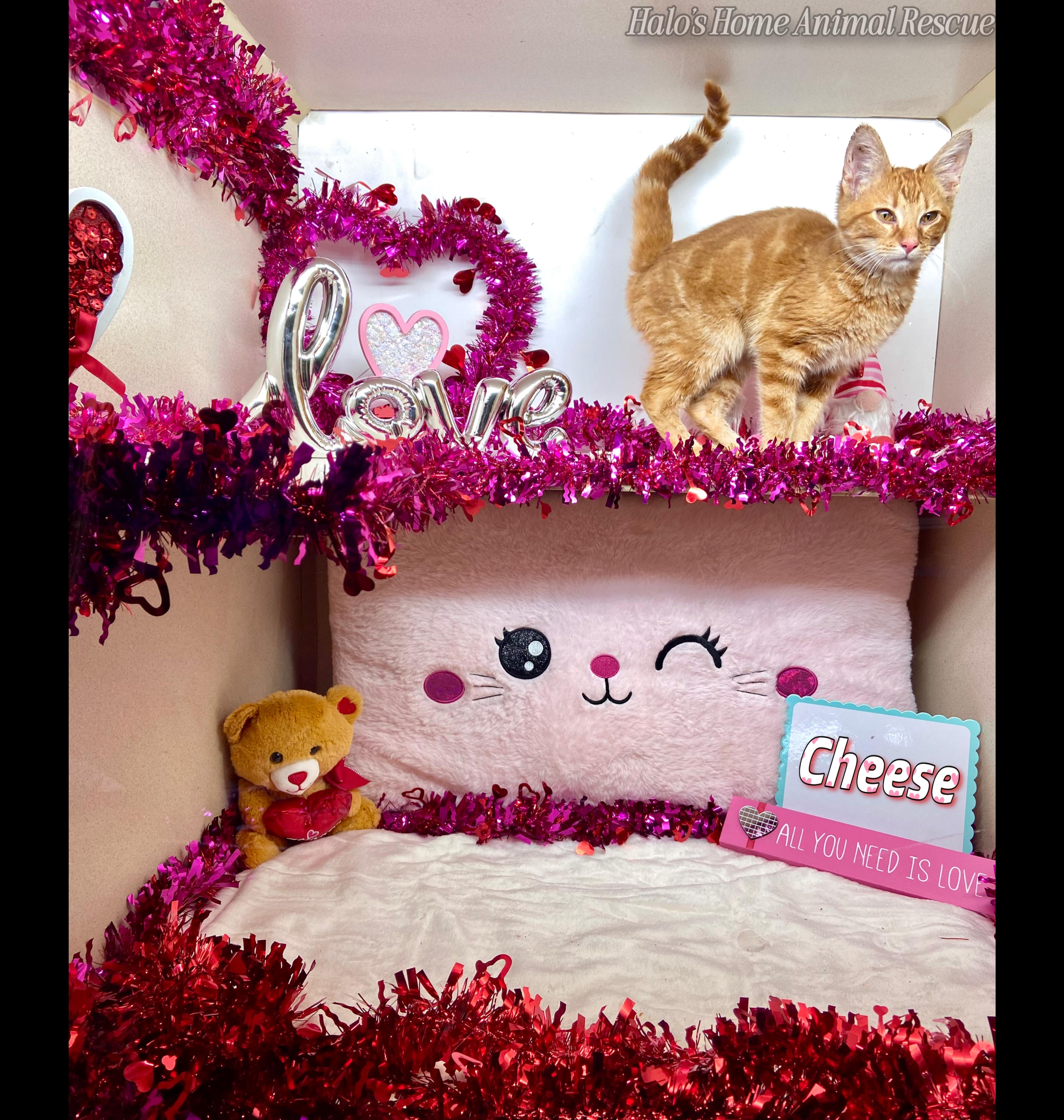 Enlarge Cheese, a Adopted Tabby in Sunbright, TN image 4/4