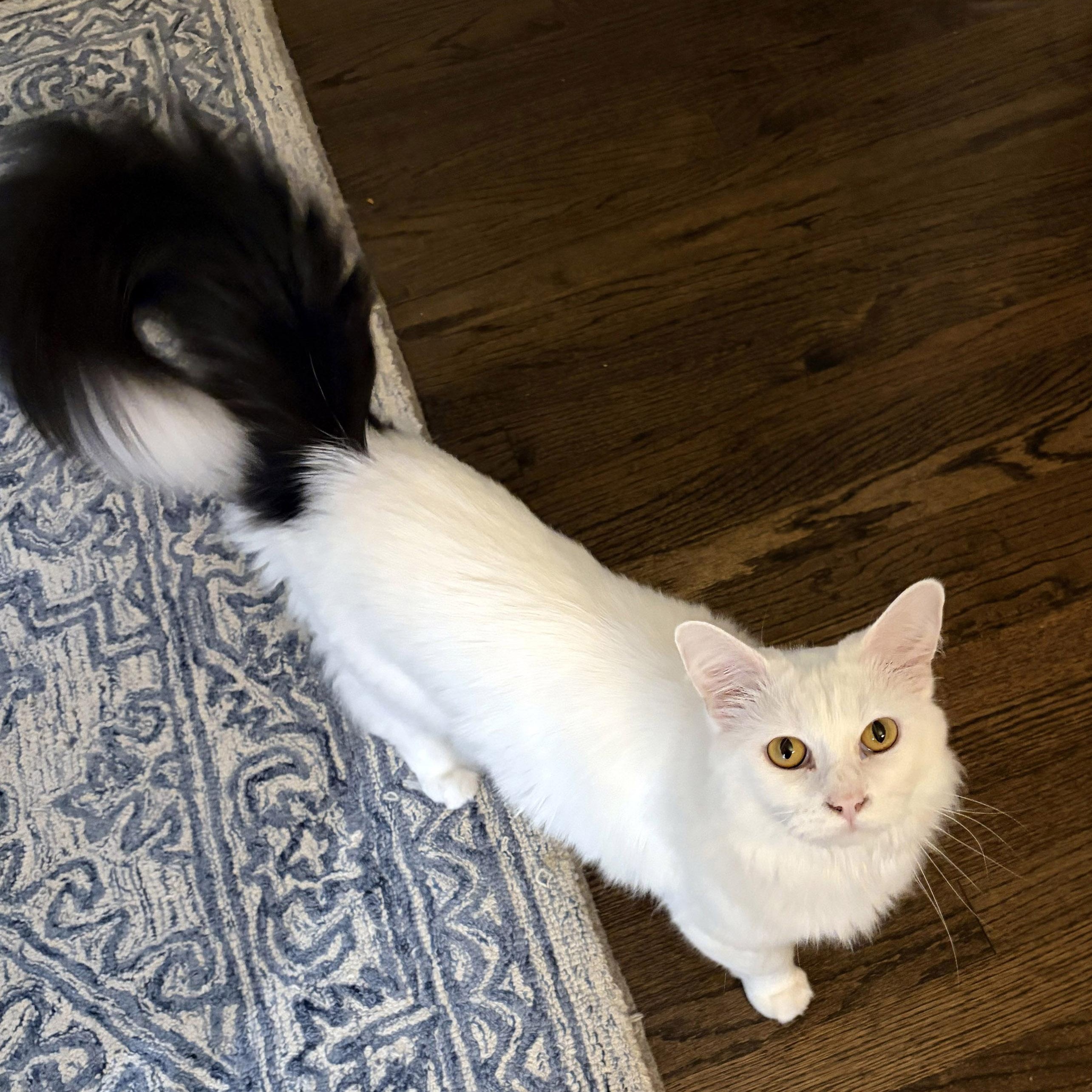 Enlarge Fern, a ADOPTABLE mixed breed in Chicago, IL image 2/6