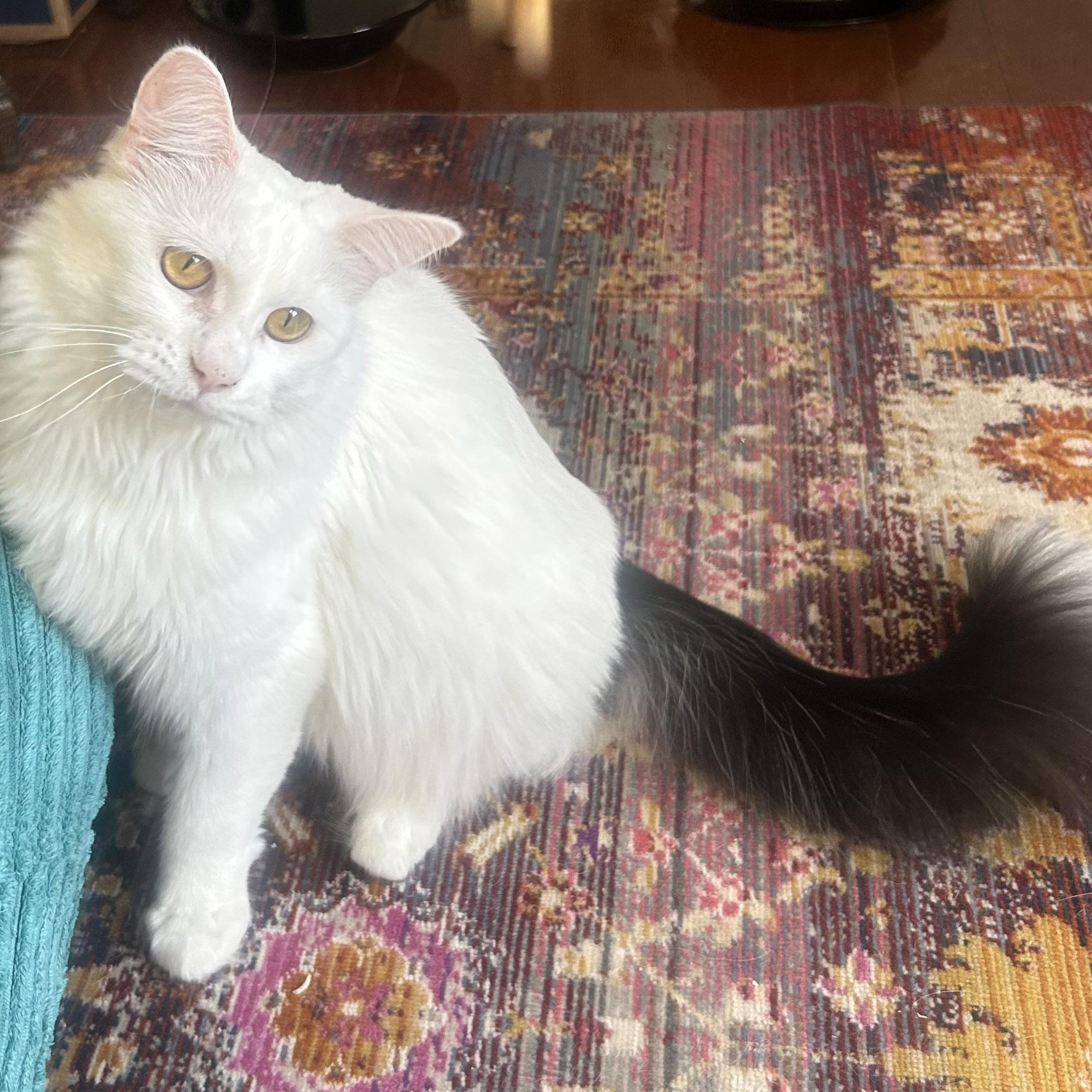 Fern, ADOPTABLE, Adult Female Domestic Long Hair & Domestic Medium Hair.