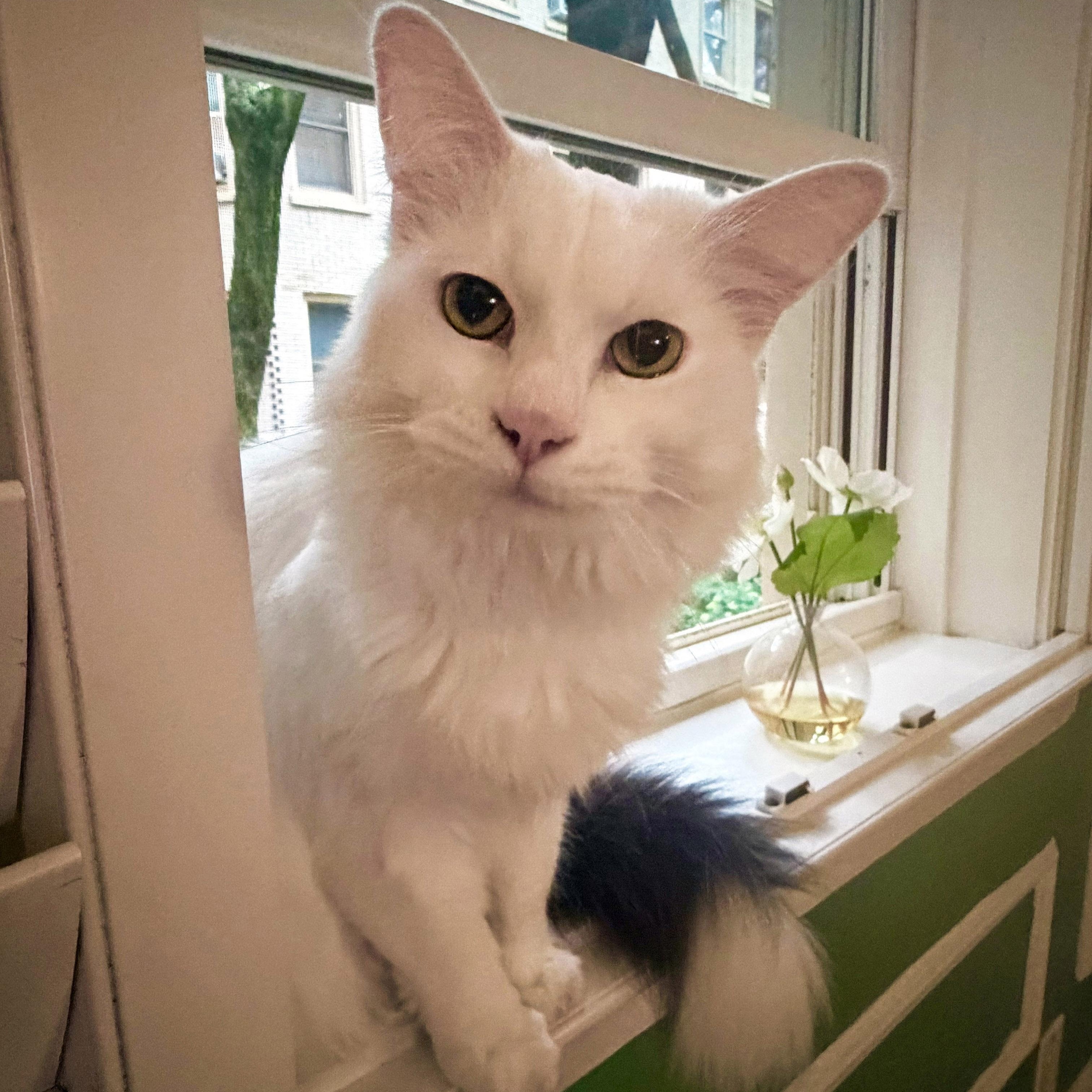 Enlarge Fern, a ADOPTABLE mixed breed in Chicago, IL image 5/6