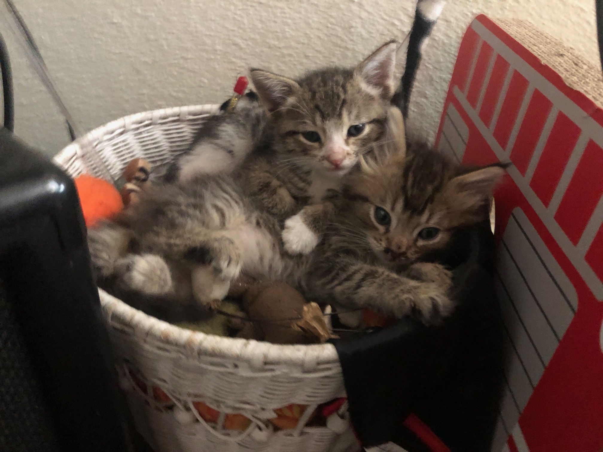 Sturgeon , a Adopted Tabby in Los Angeles, CA image 1/3