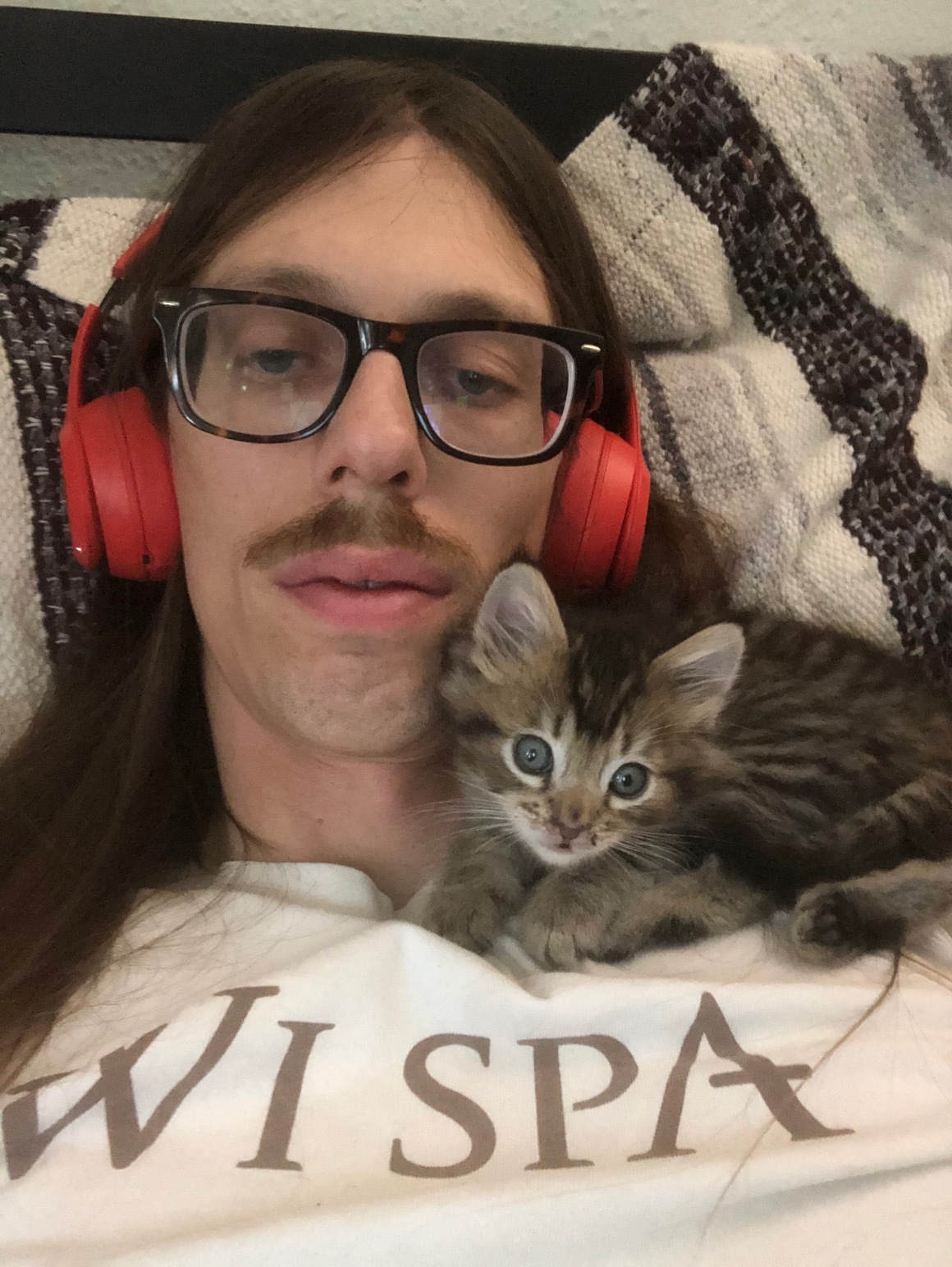 Sturgeon , a Adopted Tabby in Los Angeles, CA image 2/3