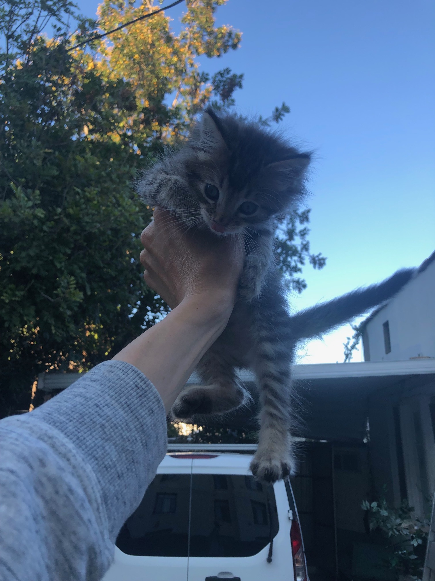 Sturgeon , a Adopted Tabby in Los Angeles, CA image 3/3