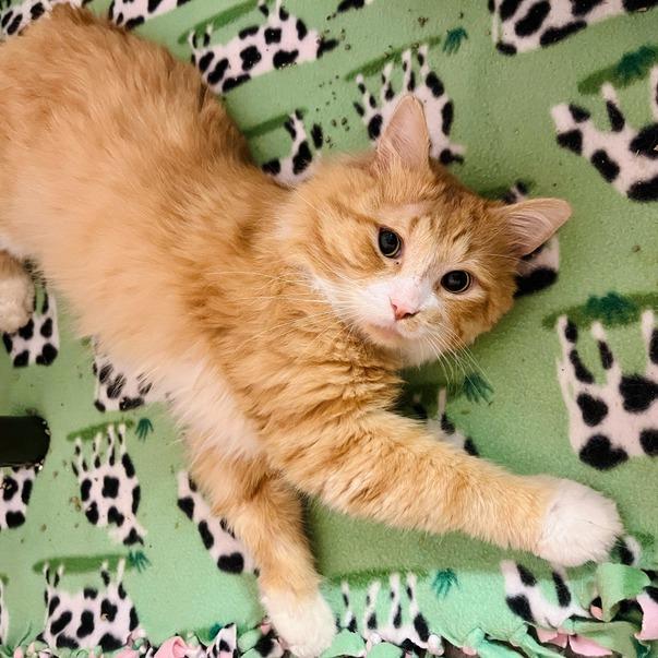 Enlarge Pedro, a Adoptable Domestic Medium Hair in Owosso, MI image 1/6