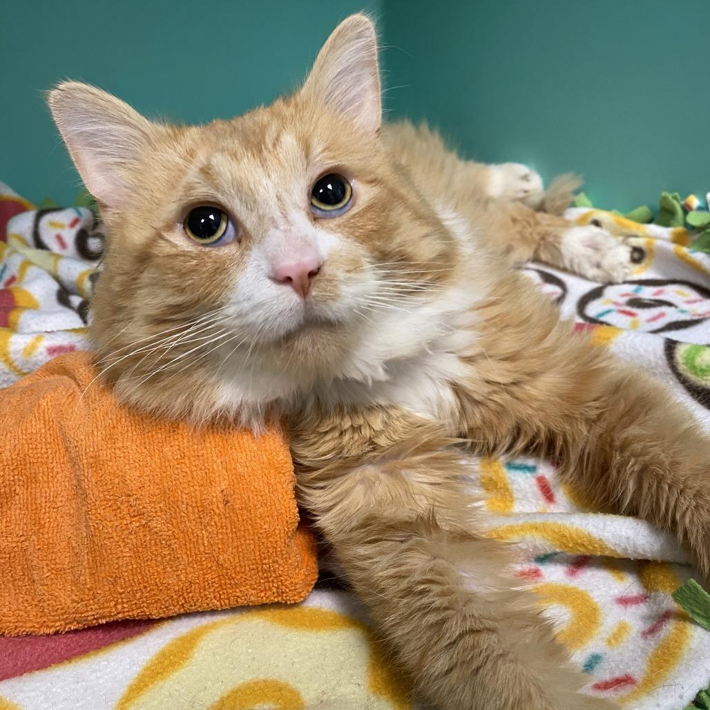 Enlarge Pedro, a Adoptable Domestic Medium Hair in Owosso, MI image 2/6