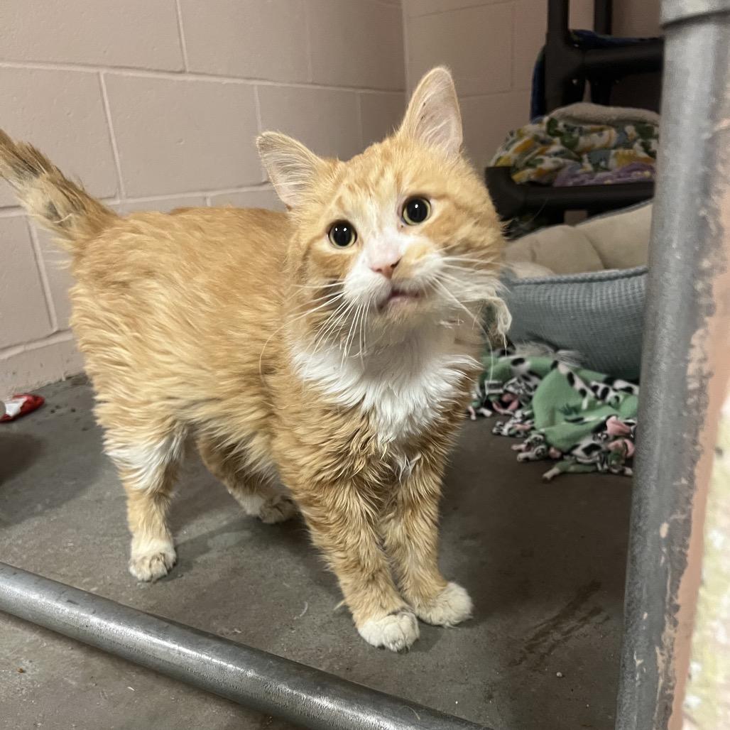 Enlarge Pedro, a Adoptable Domestic Medium Hair in Owosso, MI image 3/6