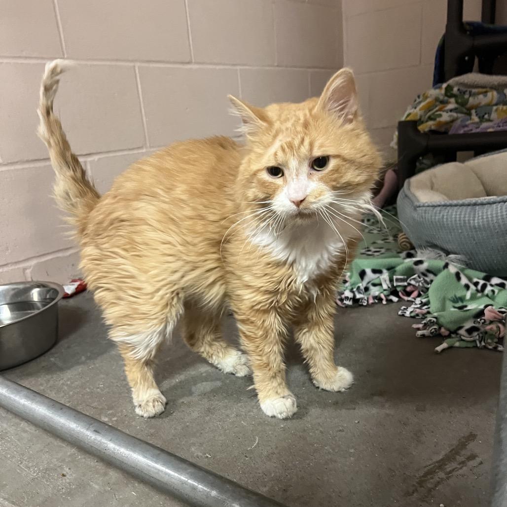 Enlarge Pedro, a Adoptable Domestic Medium Hair in Owosso, MI image 4/6