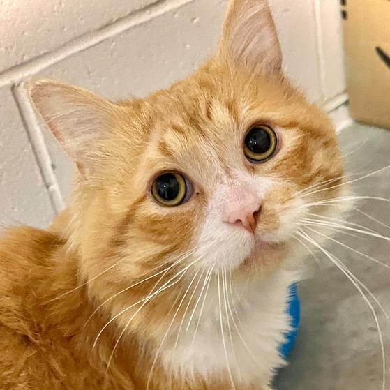 Enlarge Pedro, a Adoptable Domestic Medium Hair in Owosso, MI image 5/6