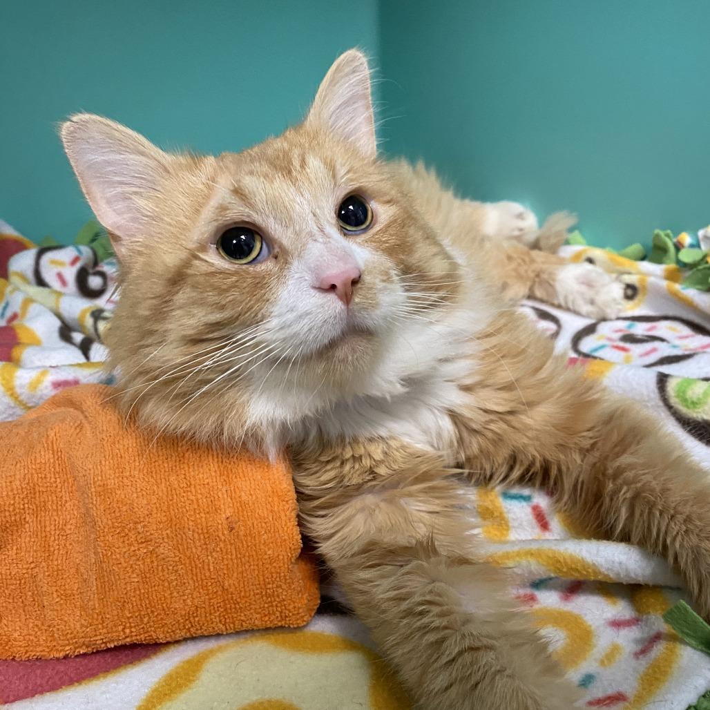 Enlarge Pedro, a Adoptable Domestic Medium Hair in Owosso, MI image 6/6
