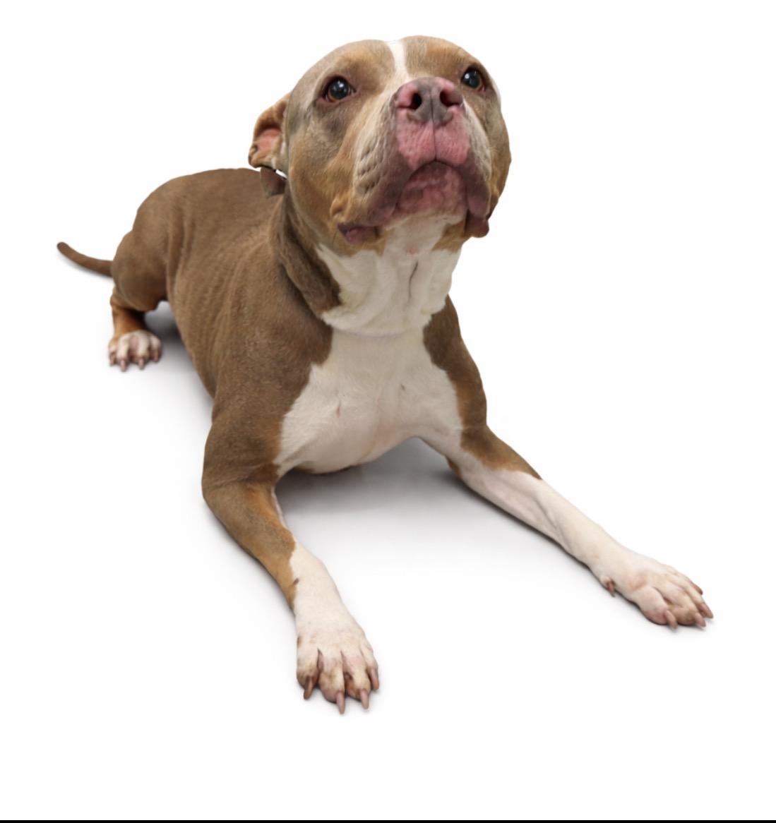 Gnocchi, ADOPTABLE, Adult Female Pit Bull Terrier.
