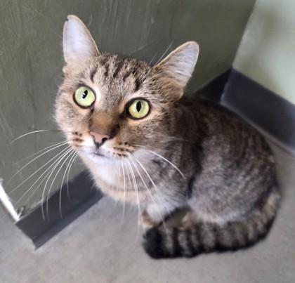 Enlarge Polly, a Adoptable mixed breed in South Bend, IN image 1/2