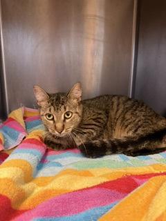 Enlarge Polly, a Adoptable mixed breed in South Bend, IN image 2/2