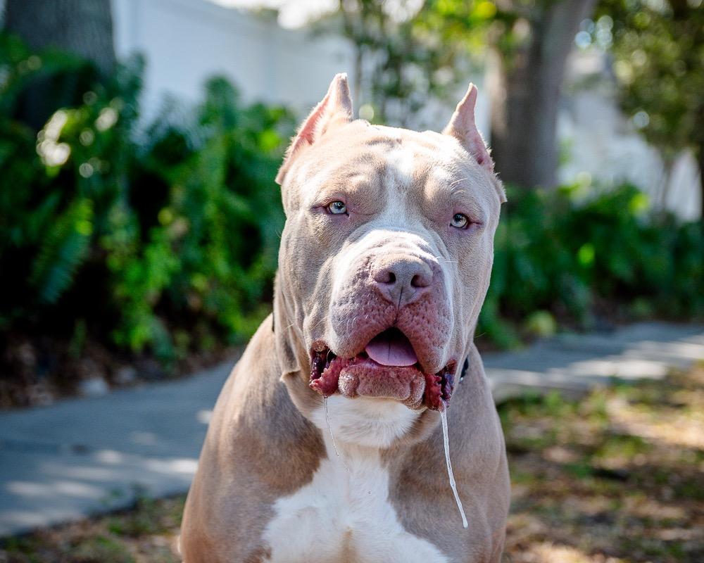 Enlarge Khaza, a Adoptable mixed breed in Saint Petersburg, FL image 1/3