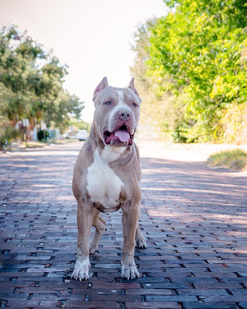 Enlarge Khaza, a Adoptable mixed breed in Saint Petersburg, FL image 3/3