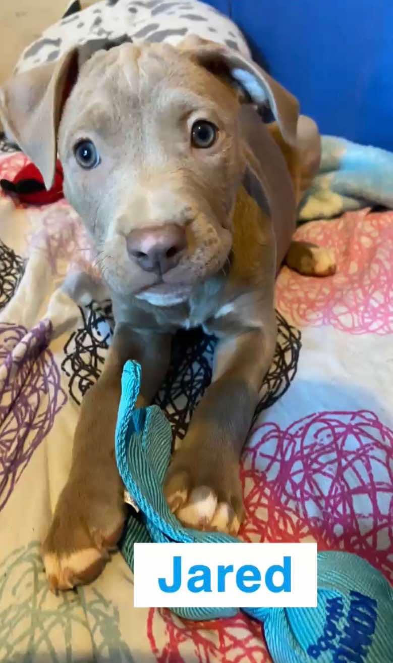 Enlarge Jared, a Adoptable Pit Bull Terrier in Burton, MI image 1/1