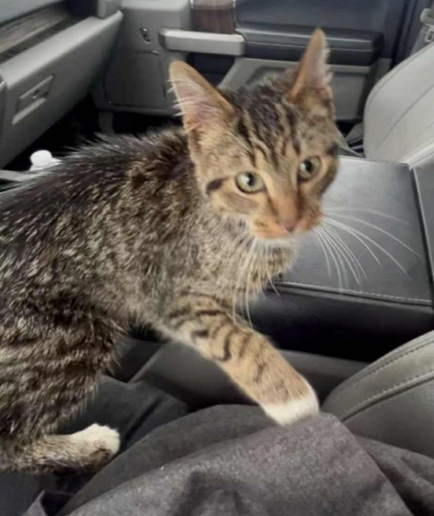 Emery, Adoptable, Young Male Domestic Short Hair.