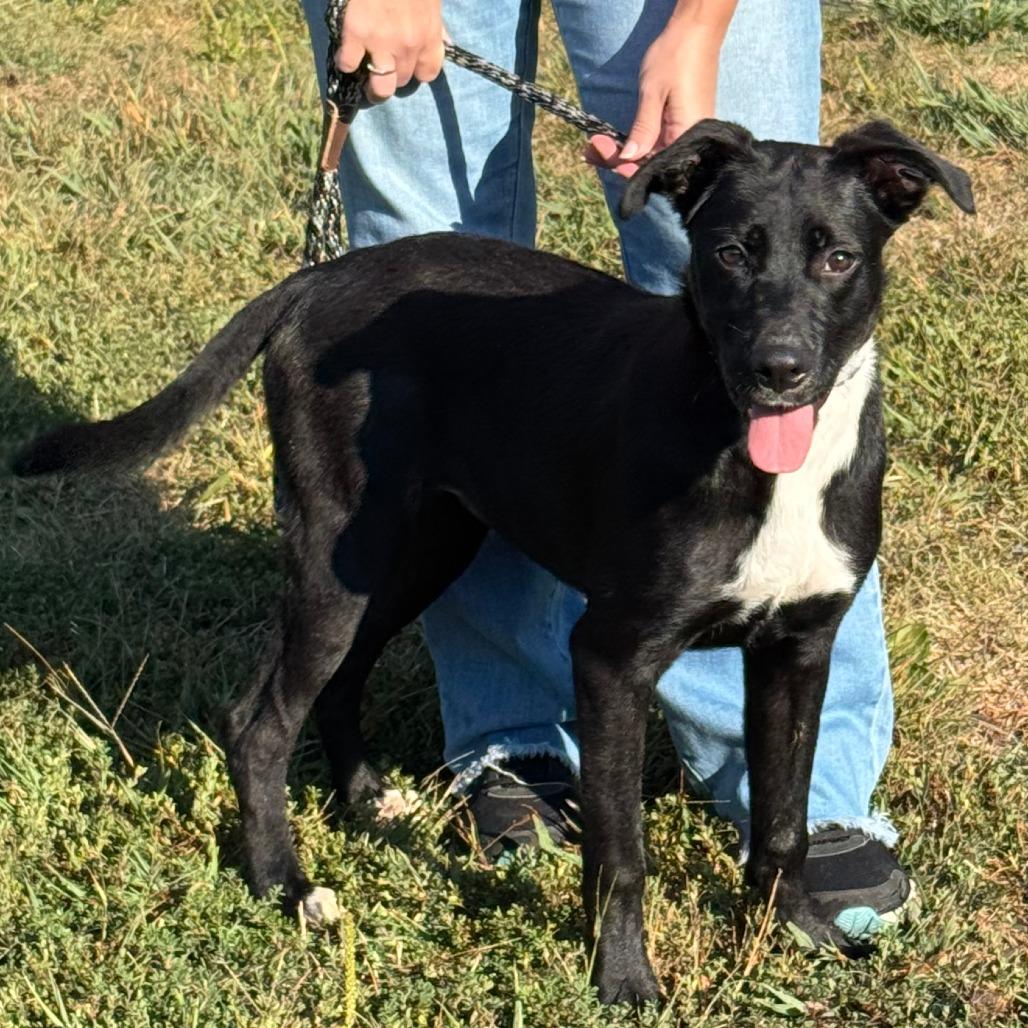 Enlarge Ginger, a Adoptable mixed breed in Nashville, IN image 1/5