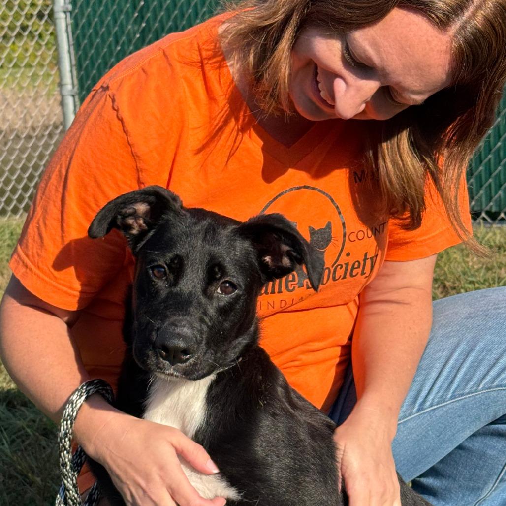 Enlarge Ginger, a Adoptable mixed breed in Nashville, IN image 2/5