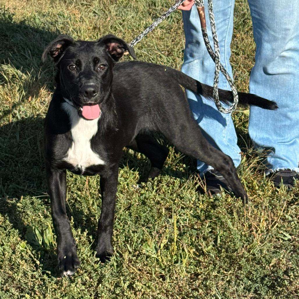 Enlarge Ginger, a Adoptable mixed breed in Nashville, IN image 5/5