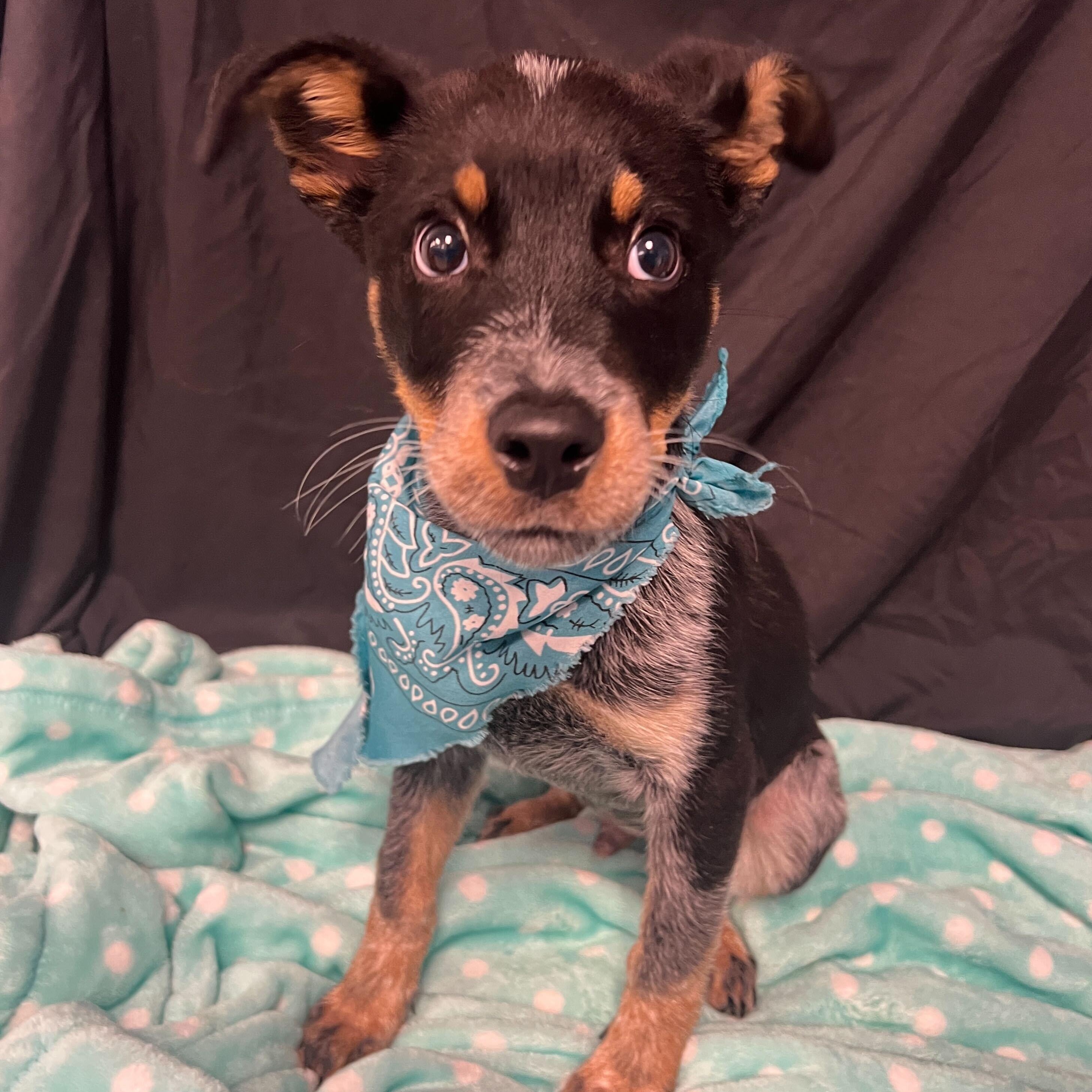 Enlarge Billy, an adopted Mixed Breed in Canal Winchester, OH image 1/1