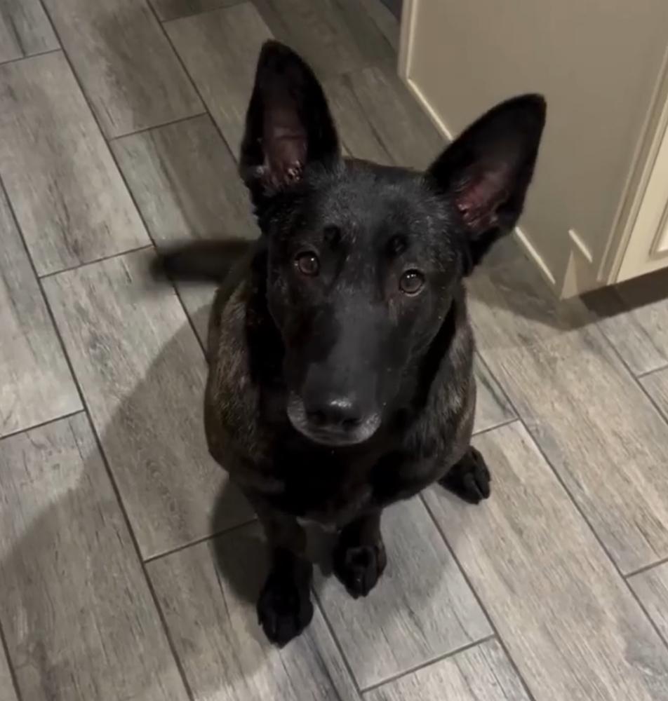 Miss Kona located in AZ