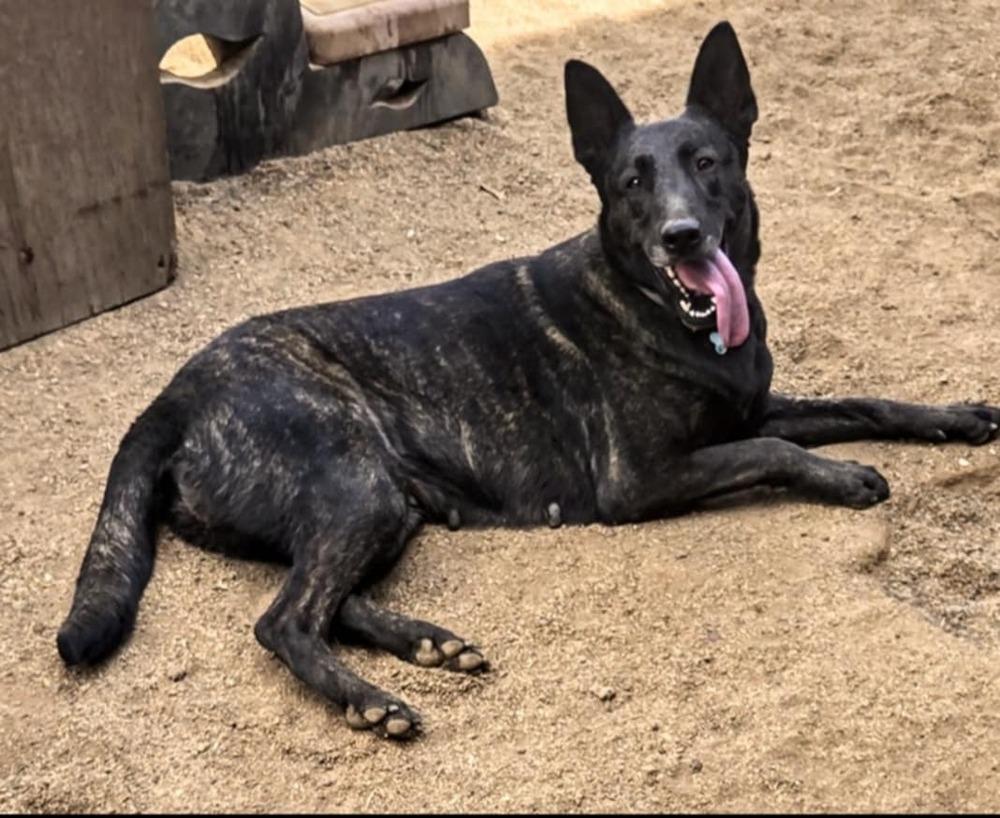 Miss Kona located in AZ