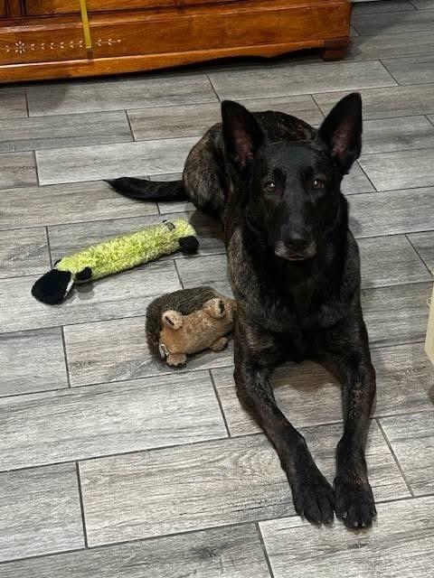 Miss Kona located in AZ