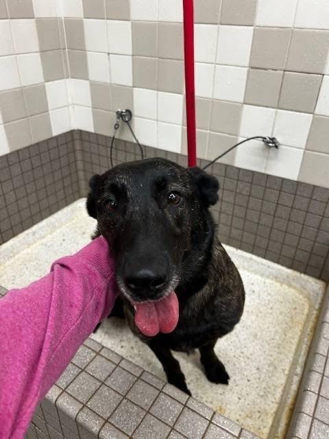 Miss Kona located in AZ