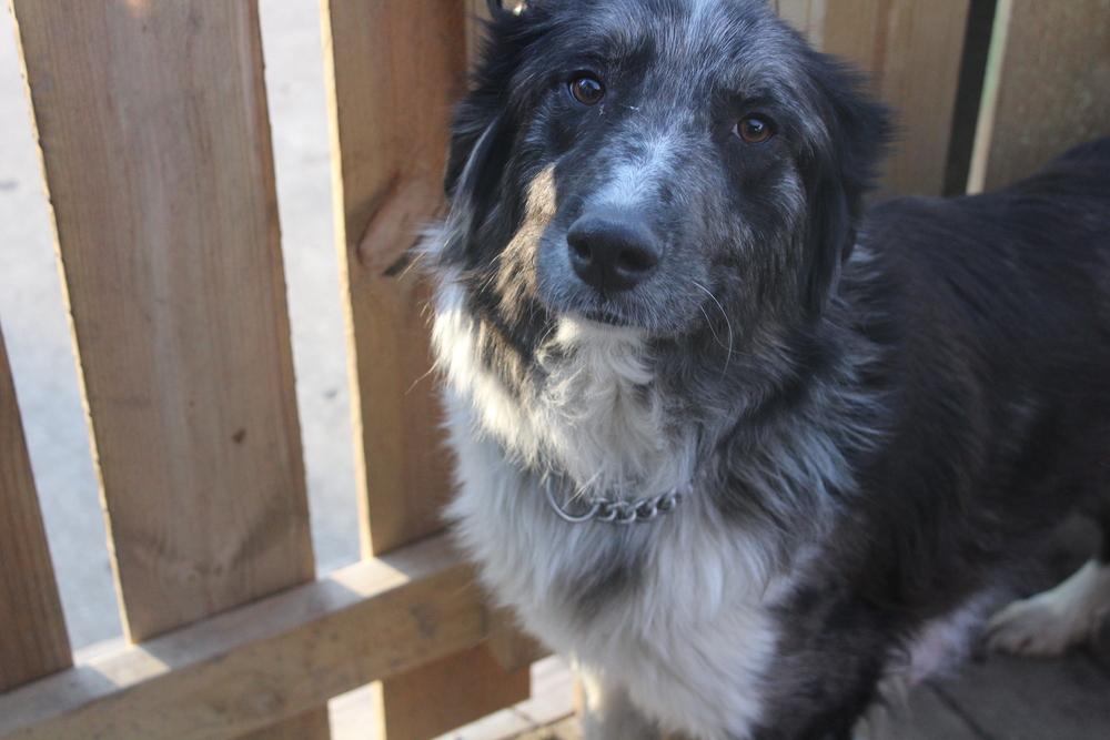 1040 Paoli, Adoptable, Young Female Australian Shepherd.
