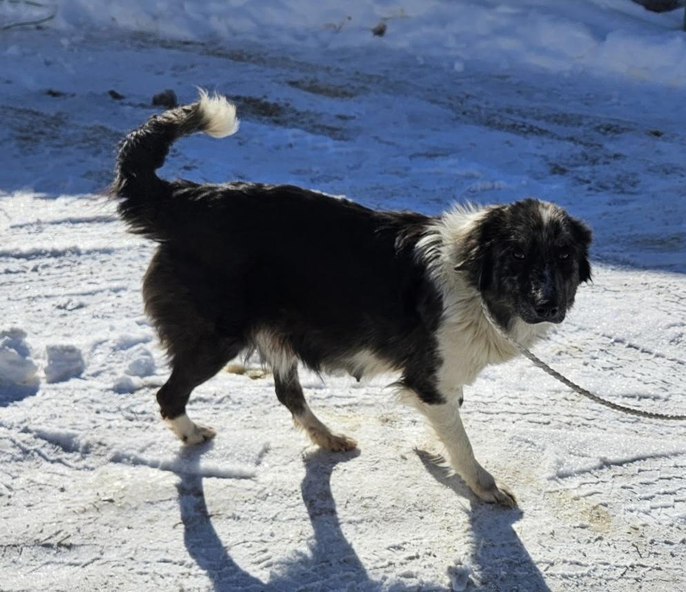 Enlarge 1040 Paoli, a Adoptable Australian Shepherd in Salem, WI image 2/6