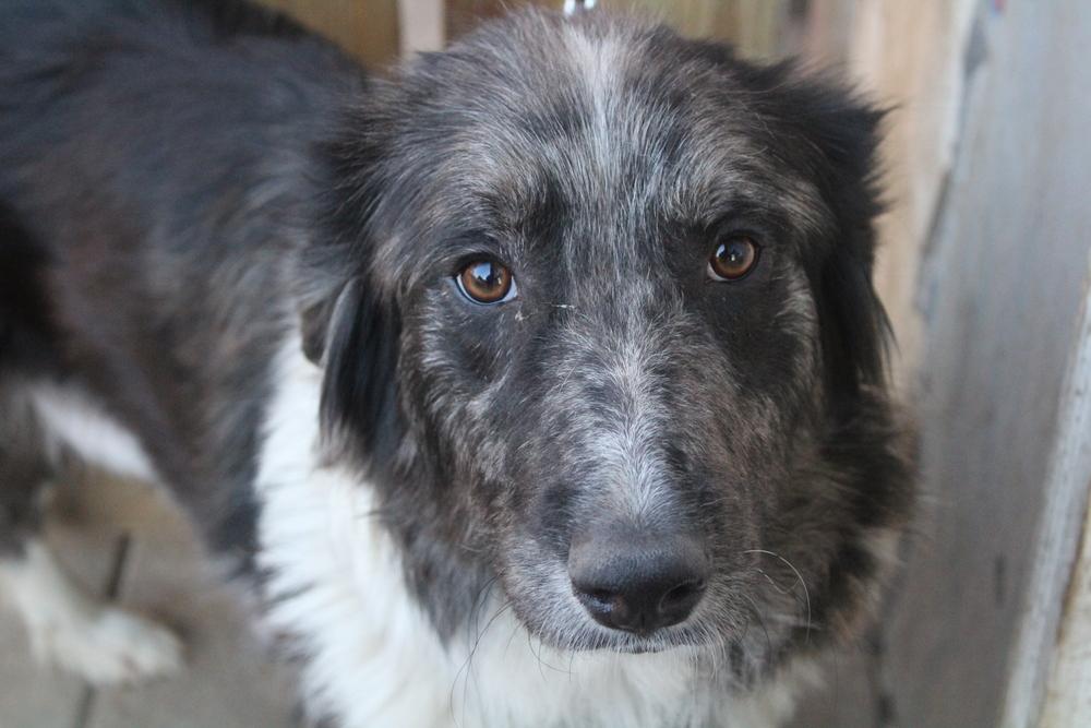 Enlarge 1040 Paoli, a Adoptable Australian Shepherd in Salem, WI image 3/6