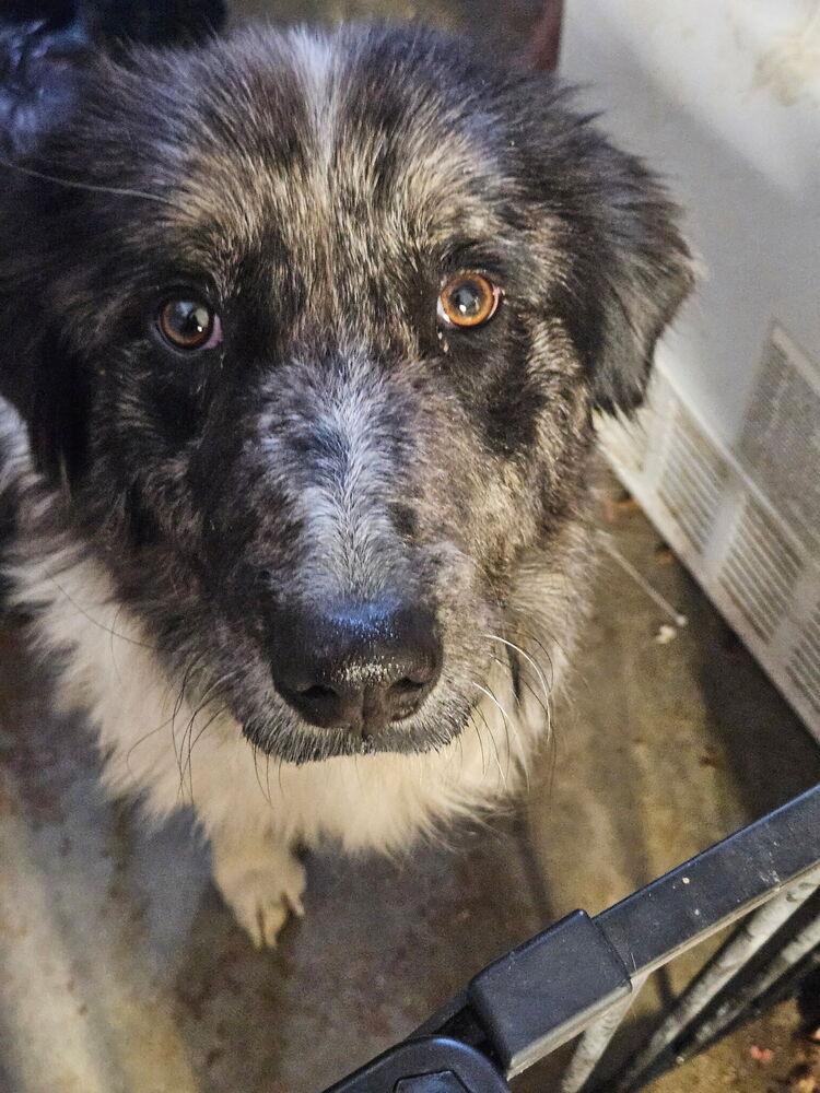 Enlarge 1040 Paoli, a Adoptable Australian Shepherd in Salem, WI image 4/6