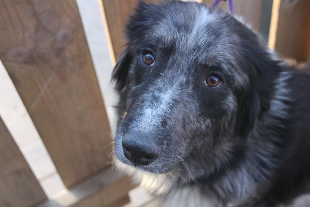 Enlarge 1040 Paoli, a Adoptable Australian Shepherd in Salem, WI image 5/6