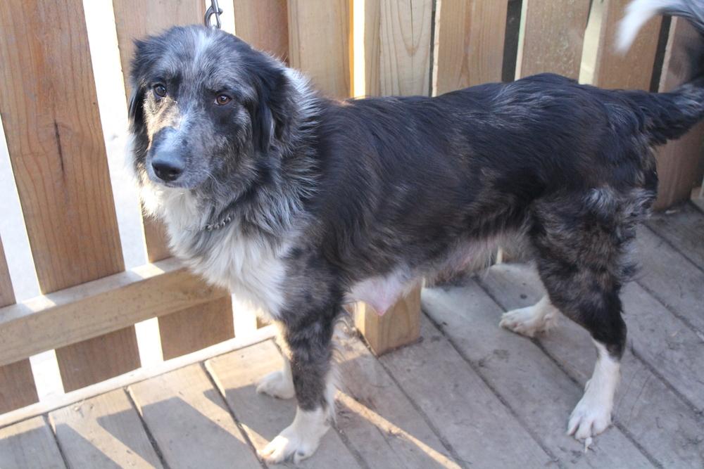 Enlarge 1040 Paoli, a Adoptable Australian Shepherd in Salem, WI image 6/6