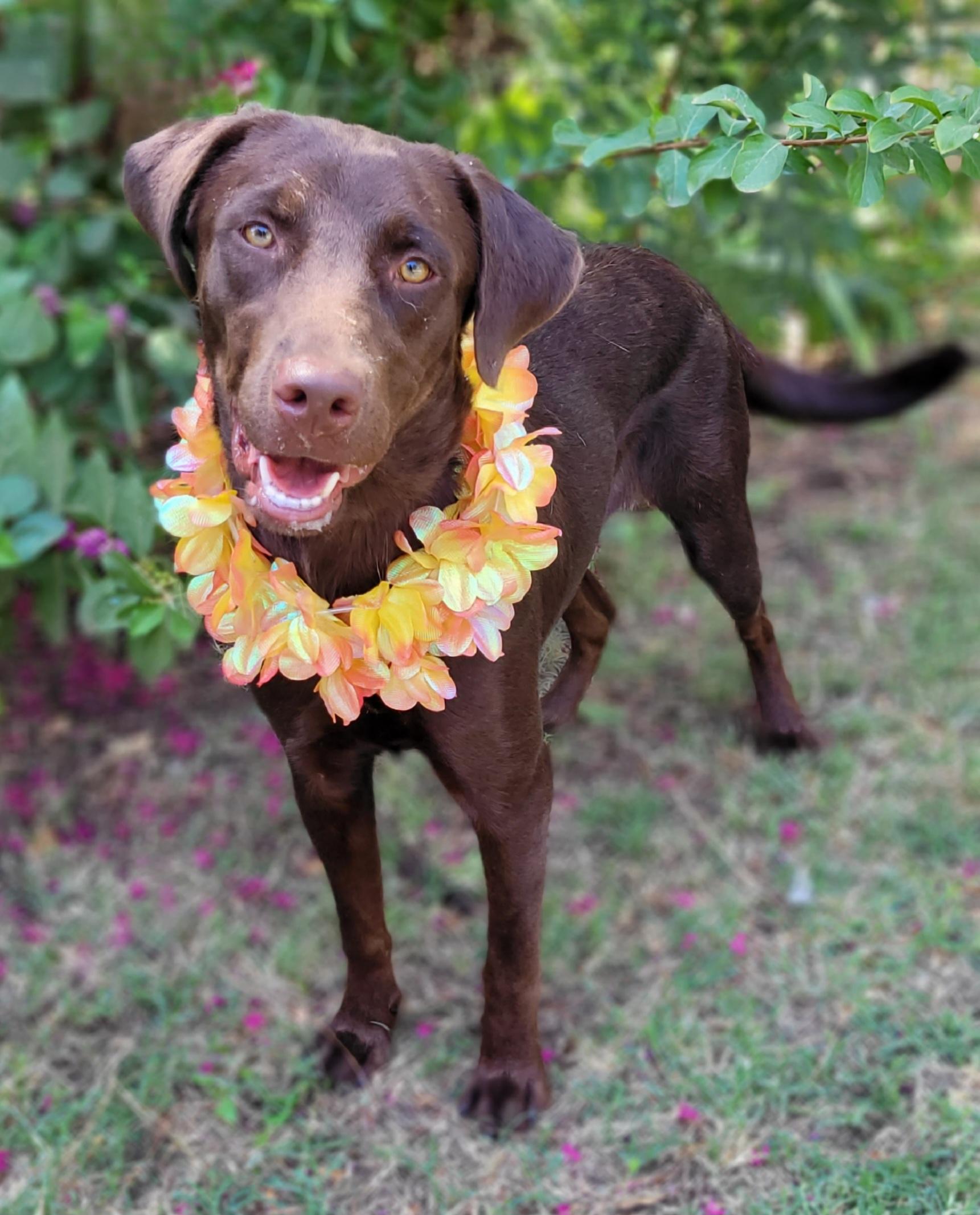 Mocha, Adoptable, Young Female Chocolate Labrador Retriever.
