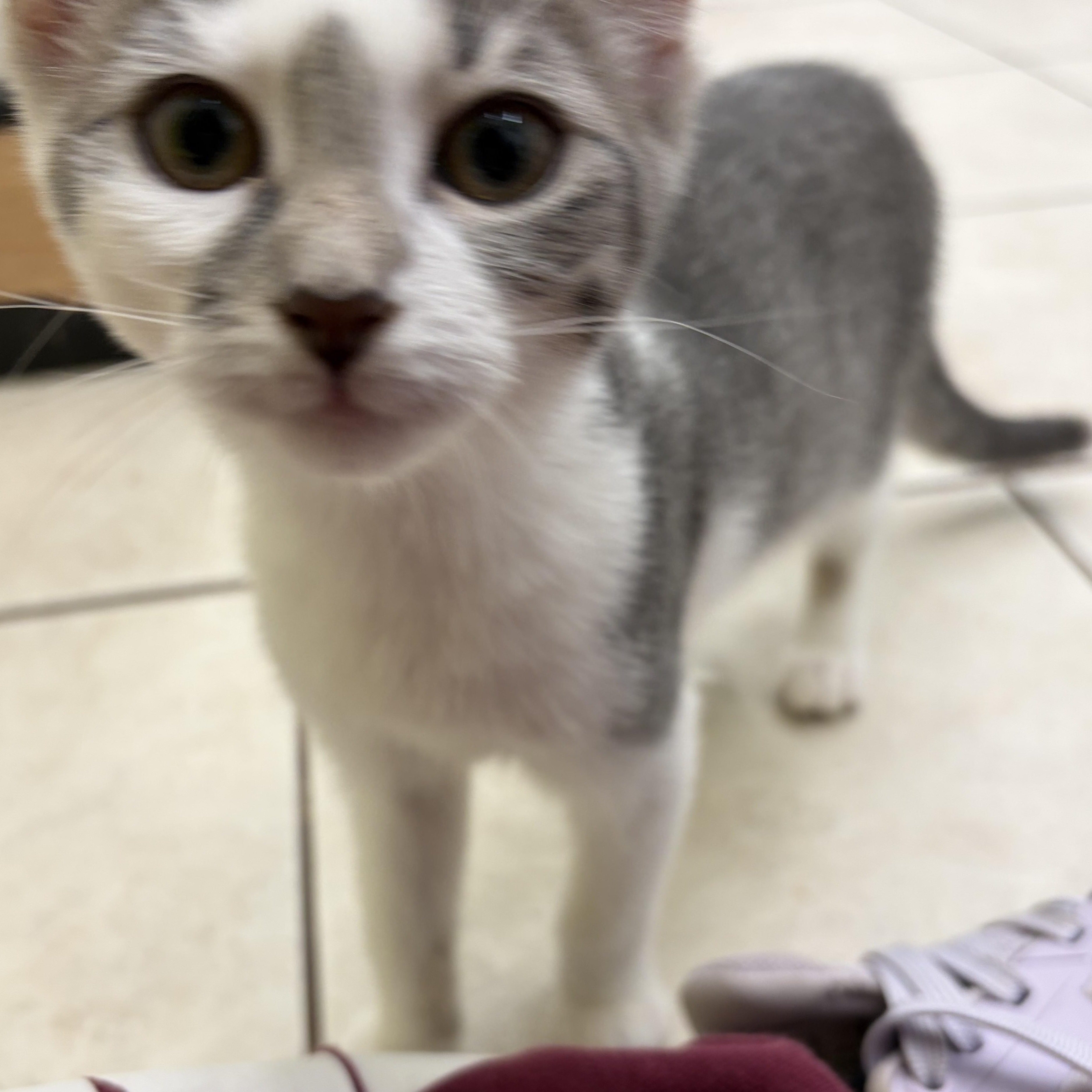 Enlarge Pippa, a Adopted Domestic Short Hair in AQUEBOGUE, NY image 1/1