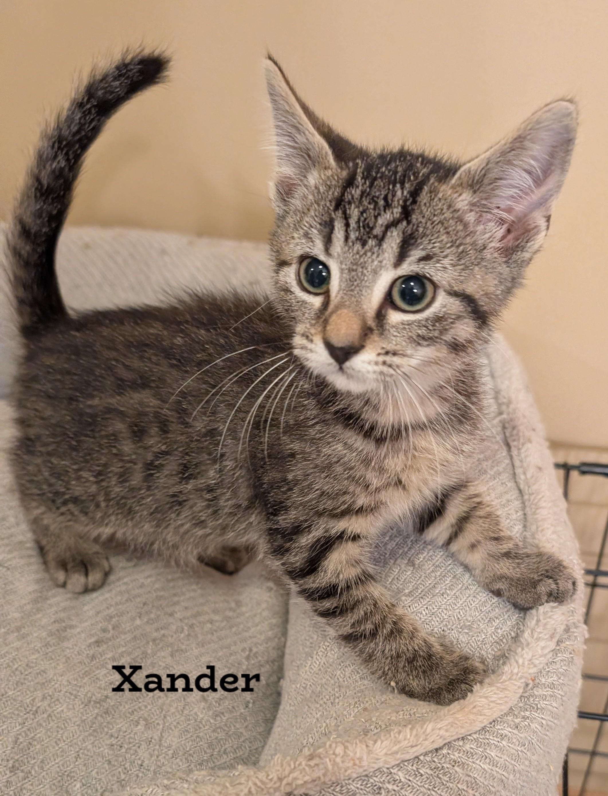 Xander, Adoptable, Young Male Domestic Short Hair.