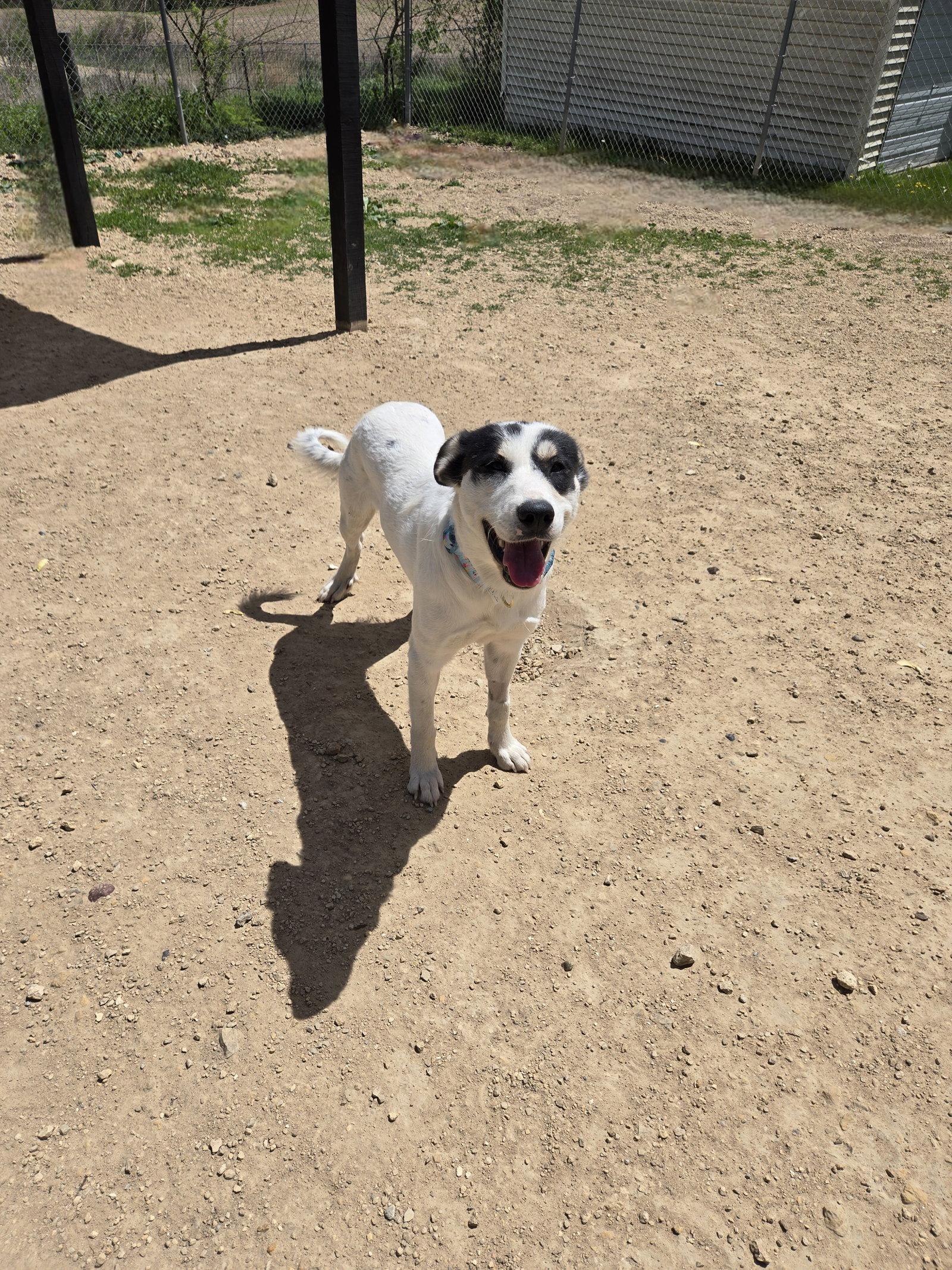 Saint Grace, Adopted, Adult Female Mixed Breed.