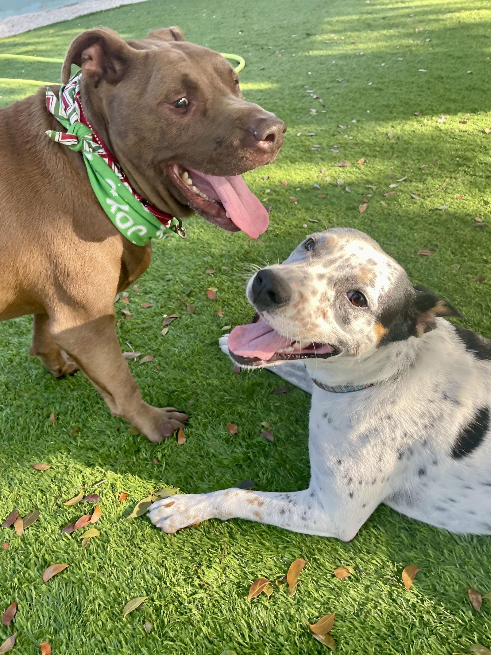 Rudolph (Rudy), Adoptable, Senior Male American Staffordshire Terrier.