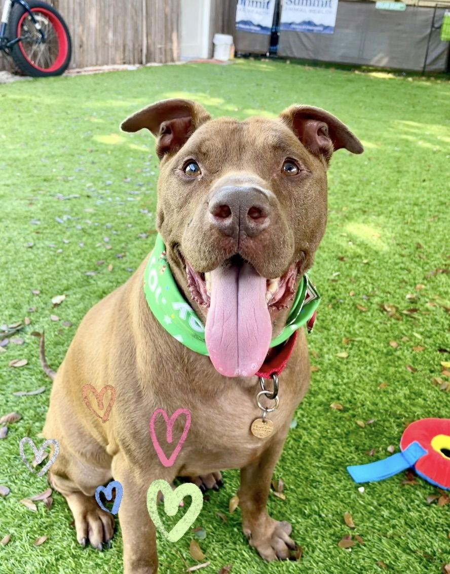 Enlarge Rudolph (Rudy), a Adoptable American Staffordshire Terrier in MARATHON, FL image 2/3