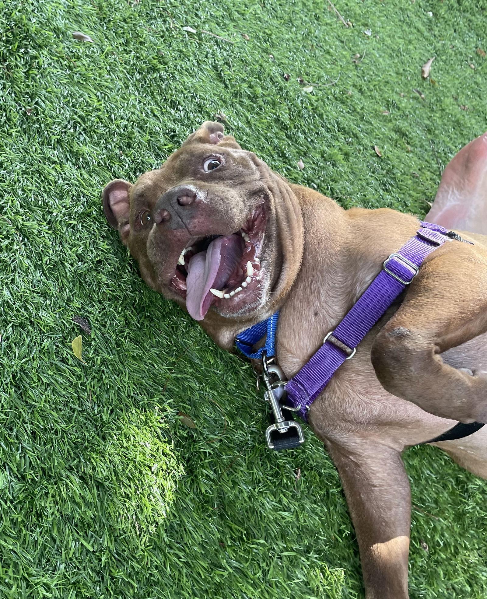 Enlarge Rudolph (Rudy), a Adoptable American Staffordshire Terrier in MARATHON, FL image 3/3