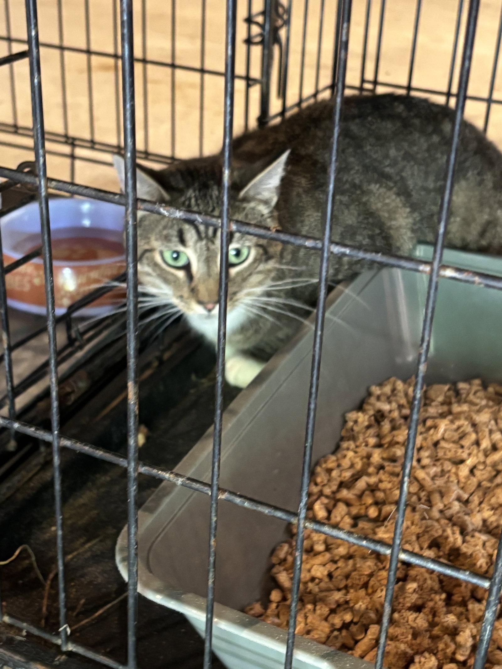 Bette Midler, Adopted, Adult Female Domestic Long Hair & Tabby.