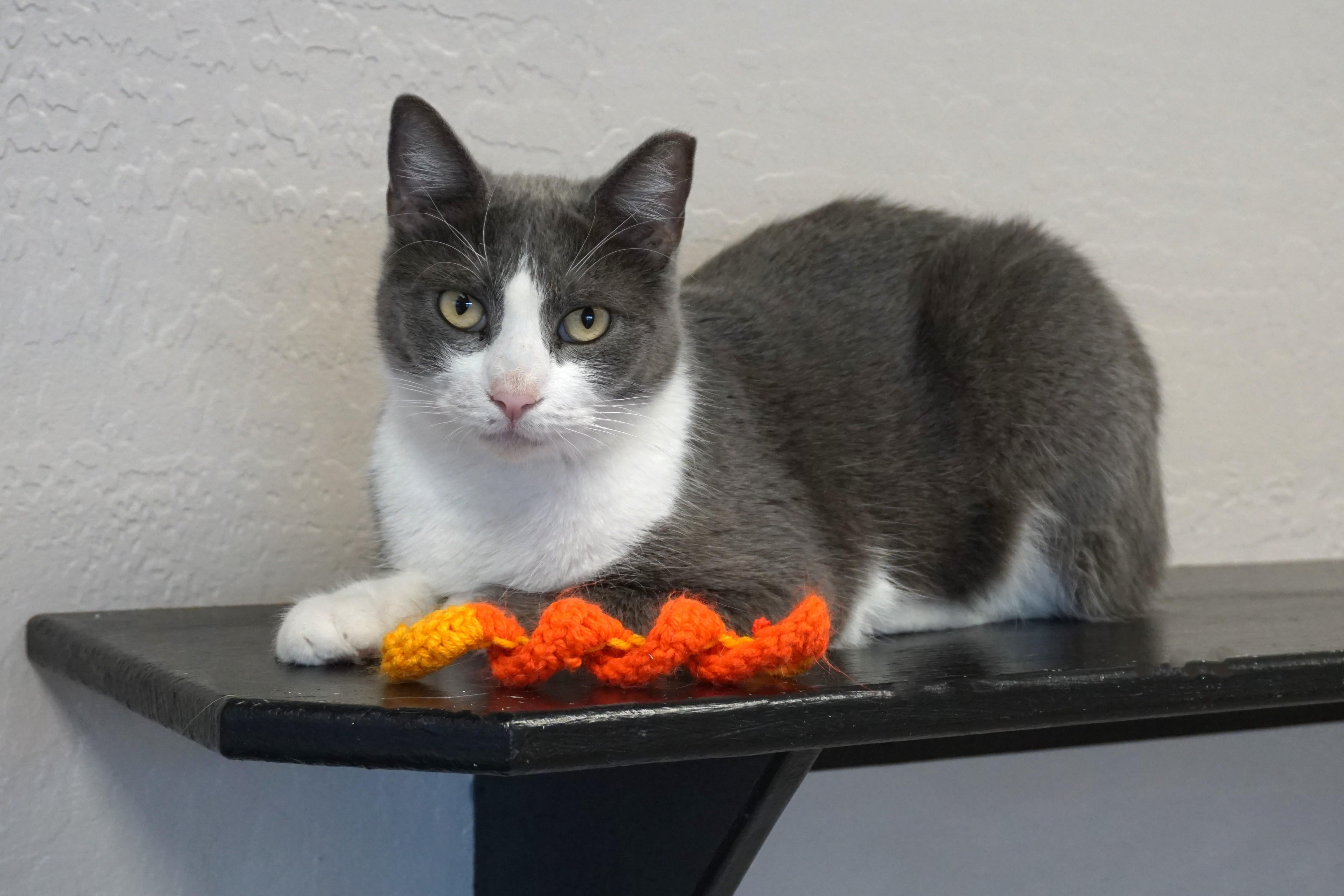 Glimmer, ADOPTABLE, Adult Female Domestic Short Hair.