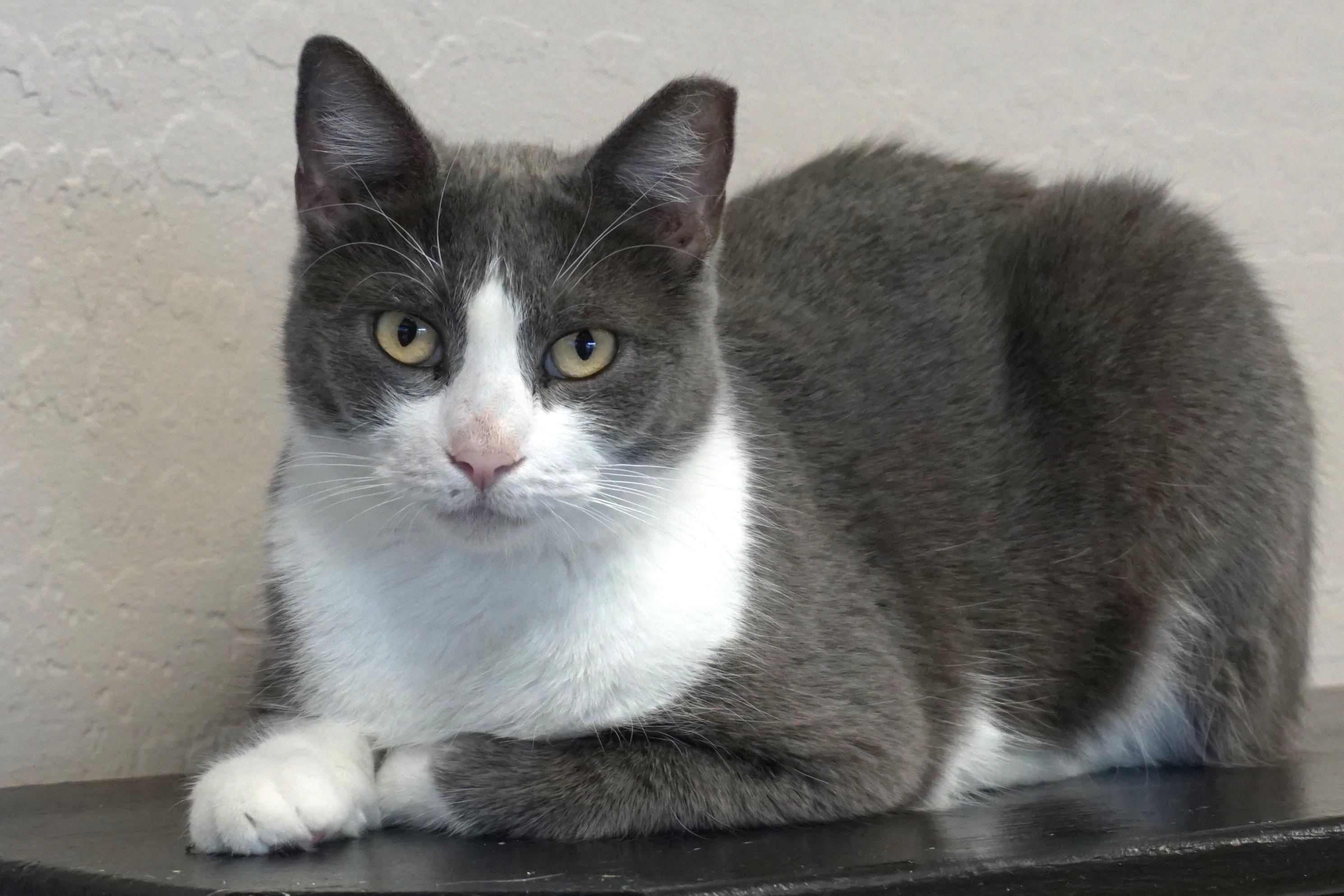 Enlarge Glimmer, a ADOPTABLE Domestic Short Hair in Fountain Hills, AZ image 3/3