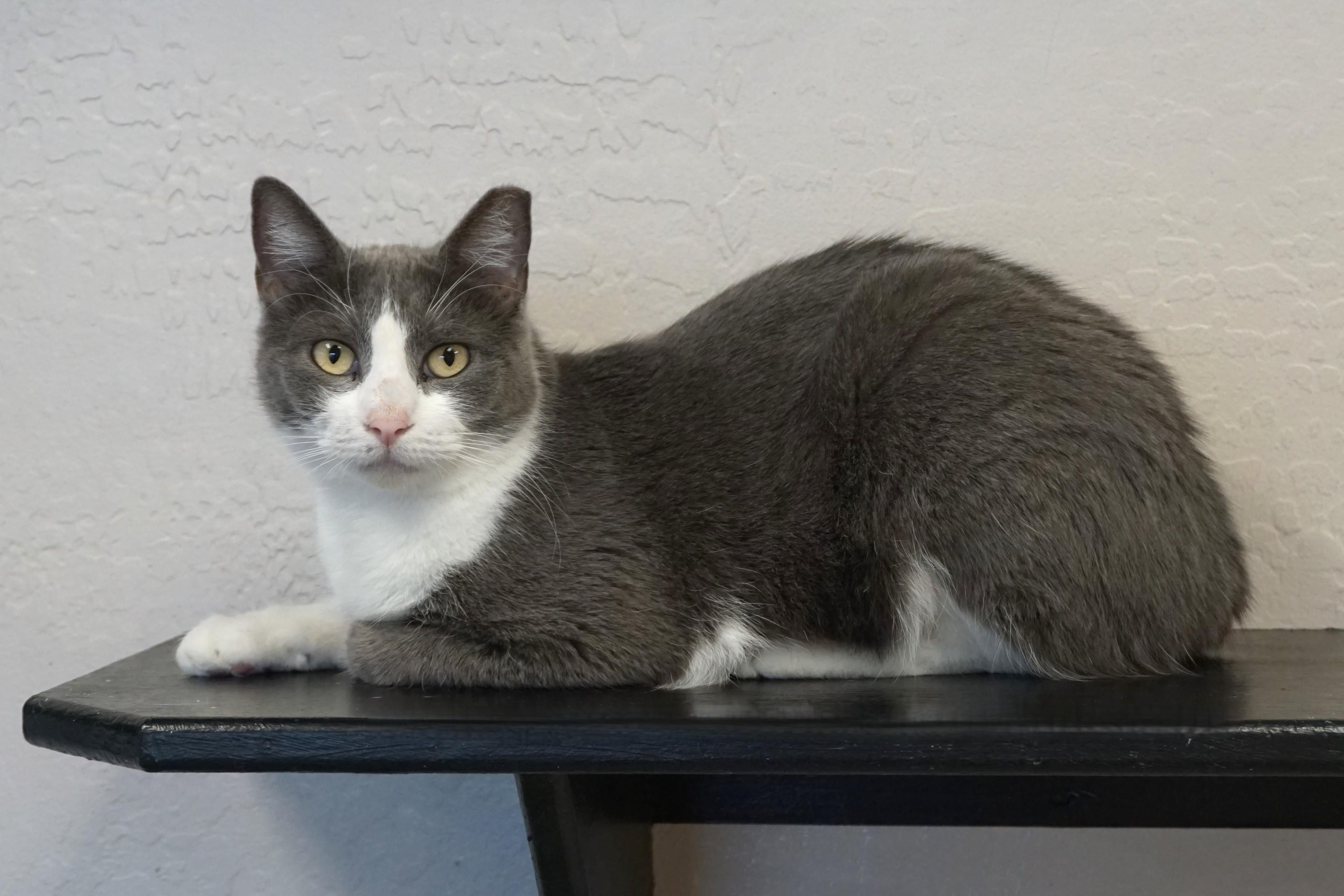 Enlarge Glimmer, a ADOPTABLE Domestic Short Hair in Fountain Hills, AZ image 2/3