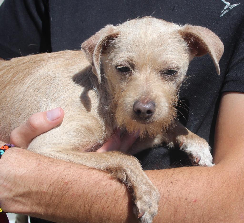 Enlarge Clara, a Adoptable mixed breed in Vacaville, CA image 1/1